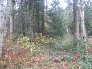 Picture of Point Roberts Parcel Number 415334-023196
